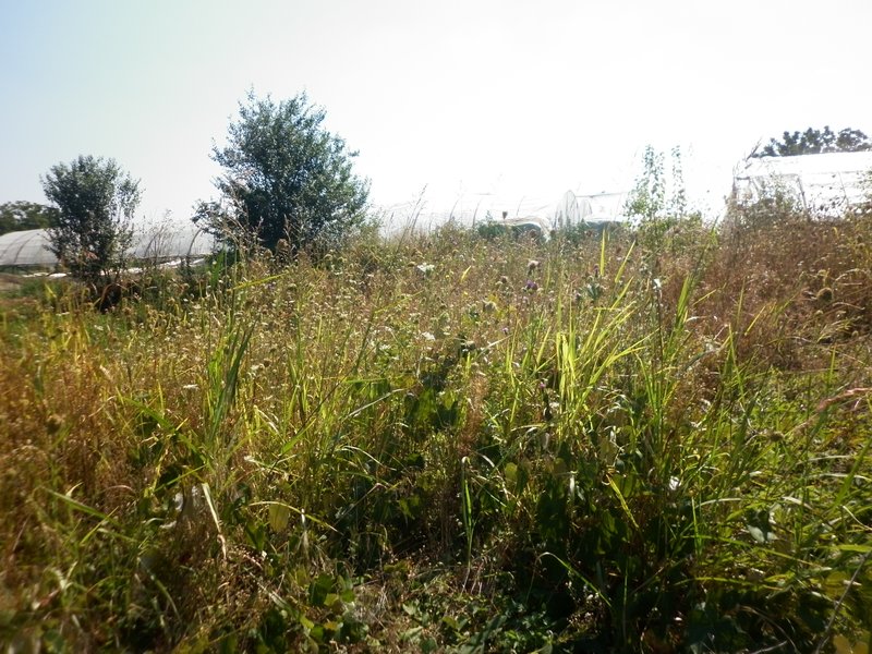 Vidra, teren intravilan 4.800 mp (sau 1.200 mp),